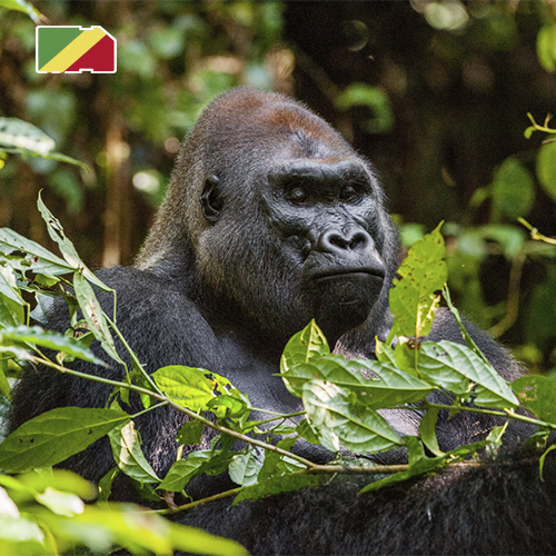 Data Sim Card Congo-Brazzaville - 10GB