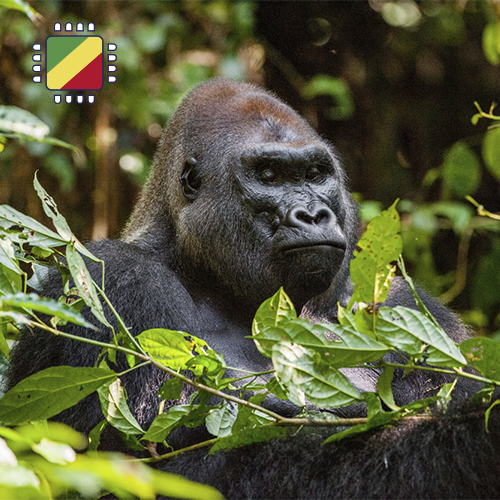 [WW_901O_STACK_ONEOFF_CONGO_10GB_7D] Data SIM card Congo 10GB (7 days)